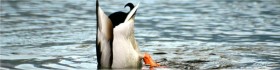Traditional Duckdive