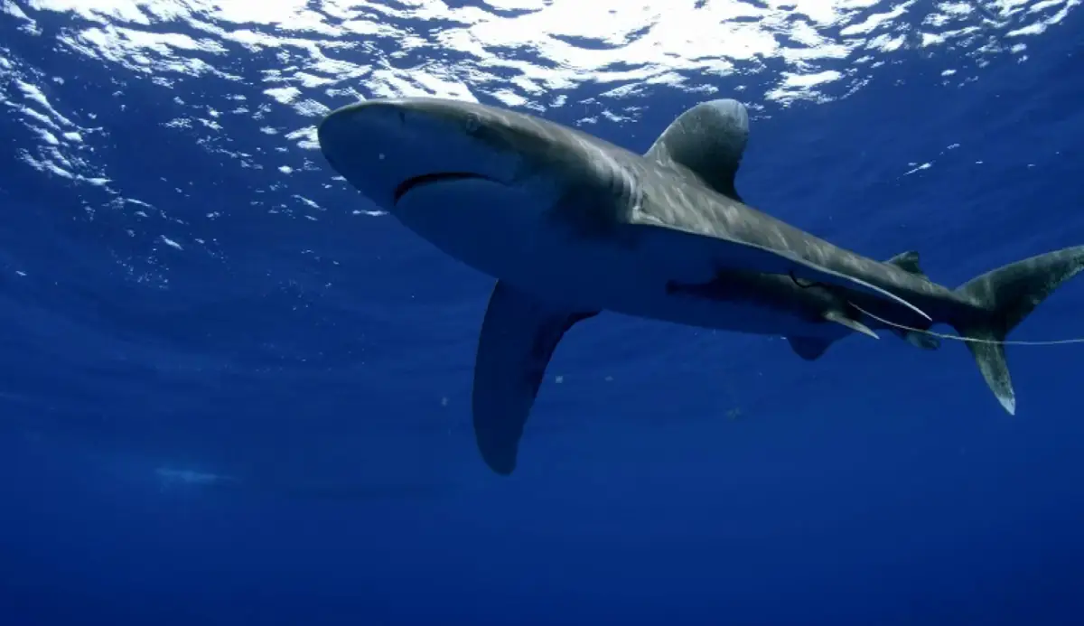 The Great White Shark - leading shark attacks by species
