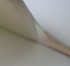 Glassed On Fin Close Up