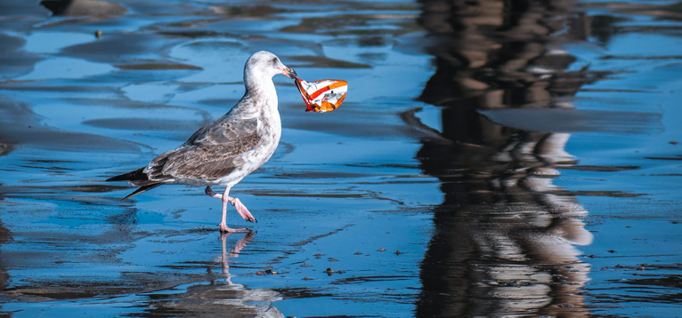 Rubbish collecting on the shorefront