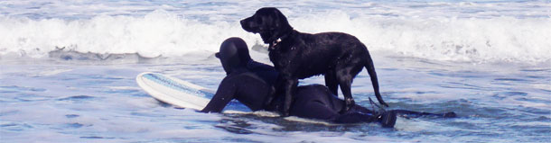 Surfing dog