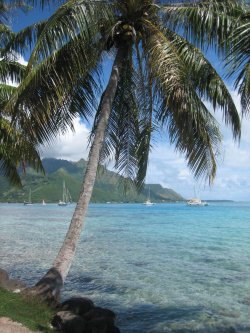 Pink Lamb Paradise in Moorea