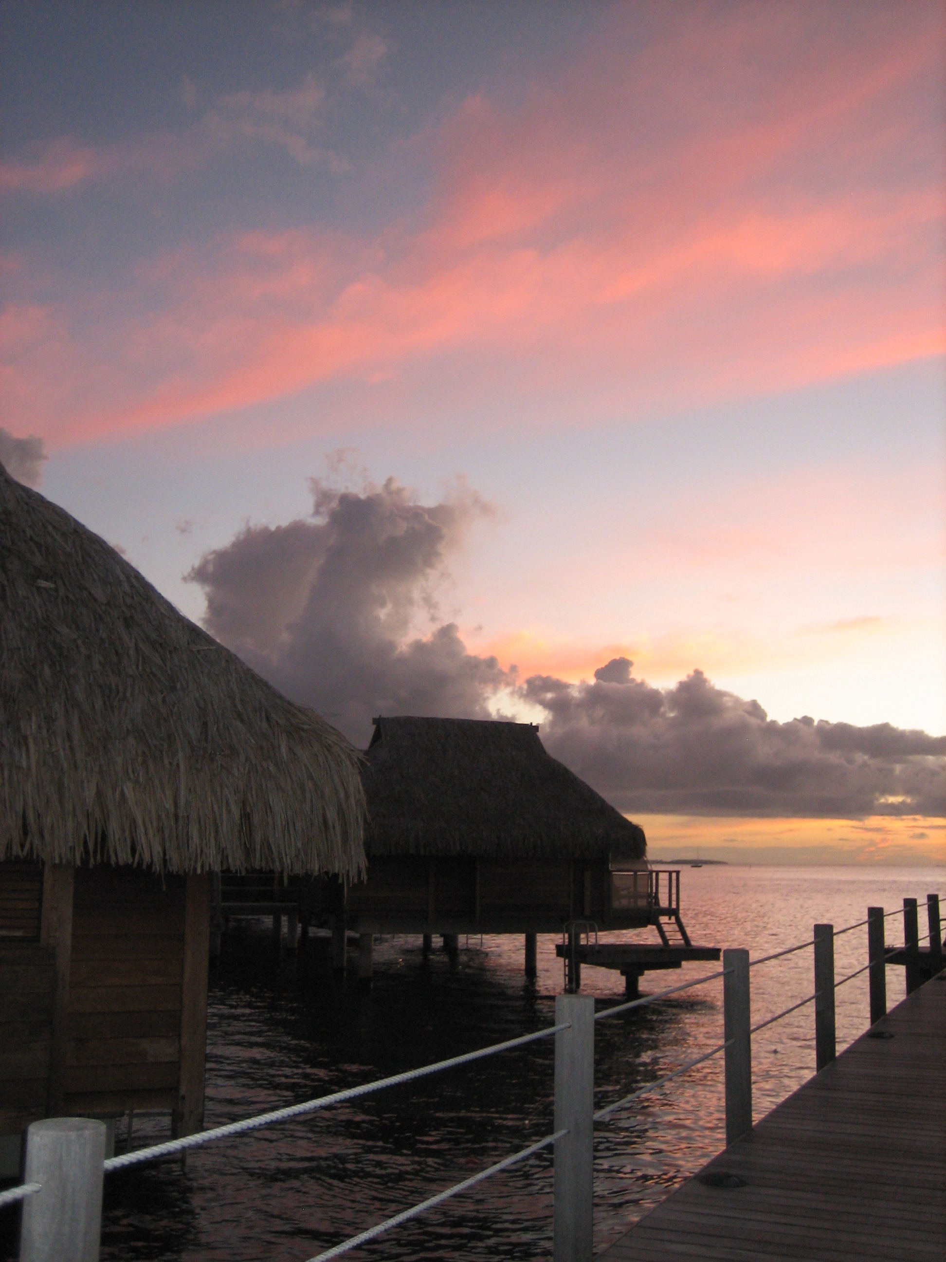 Pink Lamb A Perfect Sunset