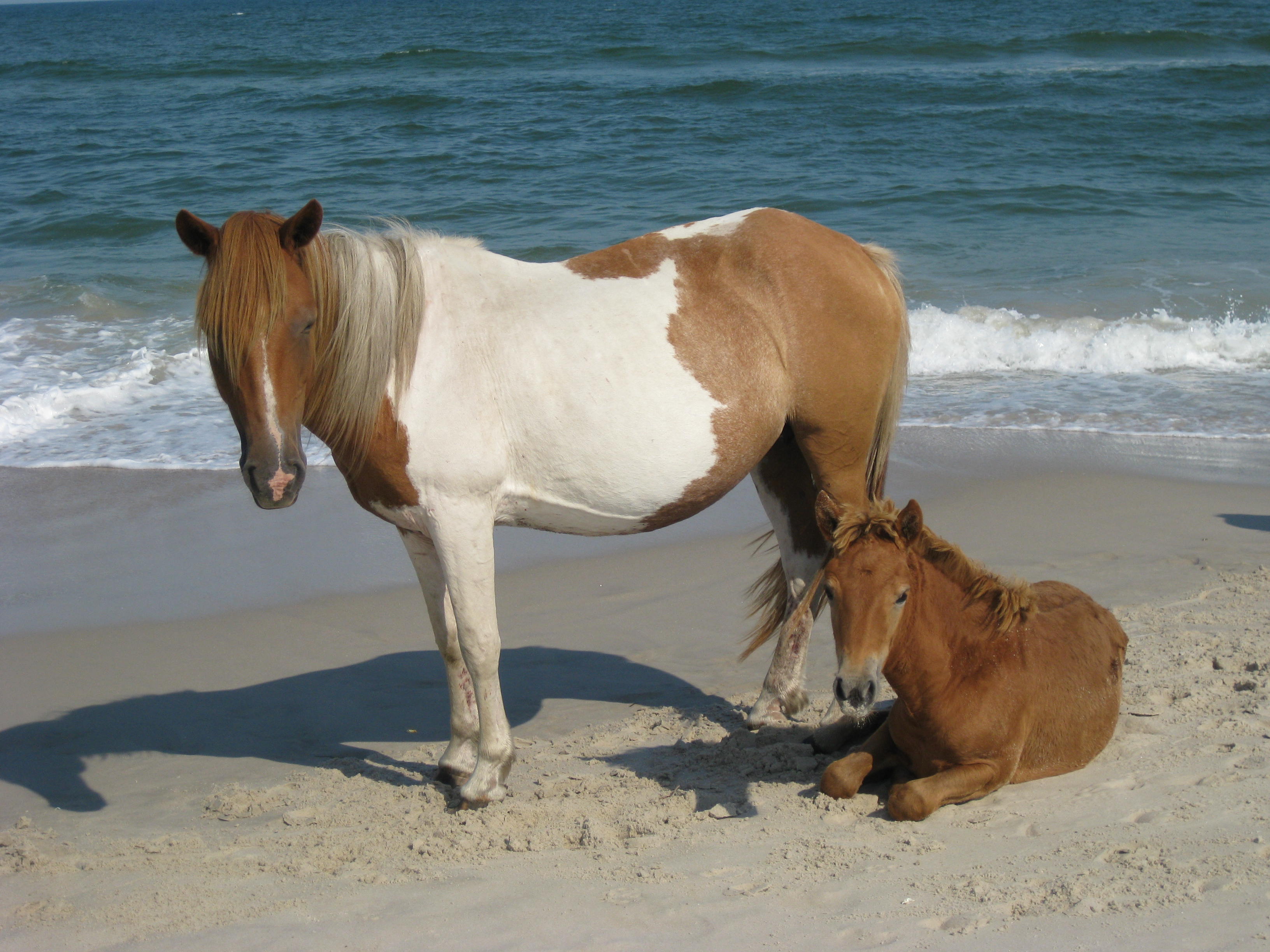 Pink Lamb Surfer Boys